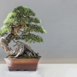 東山拓仁(盆栽)のwikiプロフ!出身中学はどこ?親と師匠について!