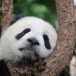 Gパンパンダのwikiプロフ!ネタ動画やコンビ名由来は?出身高校や大学はどこ?
