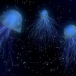 津野青嵐のwikiプロフと経歴!出身高校や大学はどこ?スッキリ