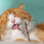 梅田達也(猫)の出身高校と大学は?結婚した嫁(妻)と子供は?ねこかつ