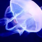 奥泉和也(クラゲ水族館)の年収と経歴!出身高校や大学はどこ?【情熱大陸】