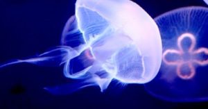 奥泉和也(クラゲ水族館)の年収と経歴！出身高校や大学はどこ？【情熱大陸】