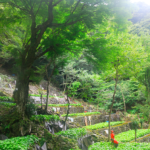藤井わさび園(人生の楽園)の営業時間や場所は?ワサビ味噌通販方法は?