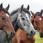 坂上明大(競馬)のwikiプロフィールと経歴!出身高校や大学はどこ?