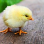 かすの年収と本名・年齢やwikiプロフィール!出身高校や大学はどこ?
