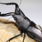 クワガタ福袋2023の中身ネタバレ!通販サイトや予約方法について!