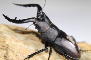 クワガタ福袋２０２３の中身ネタバレ！通販サイトや予約方法について！