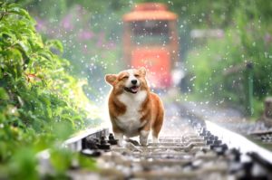 犬用品福袋2023中身ネタバレ!おすすめと発売日や予約について!